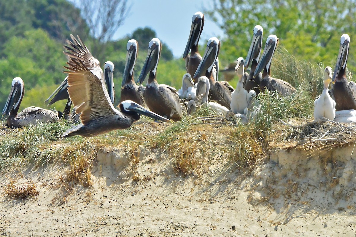 Brown Pelican - ML620667383