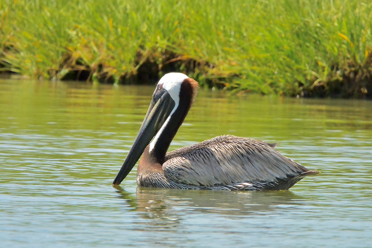 Brown Pelican - ML620667384