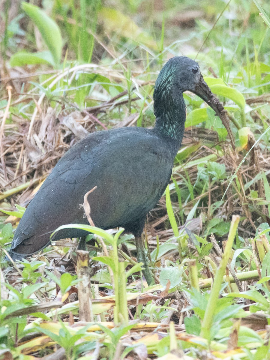 Ibis vert - ML620667386