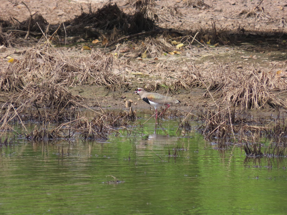 Southern Lapwing - ML620667387