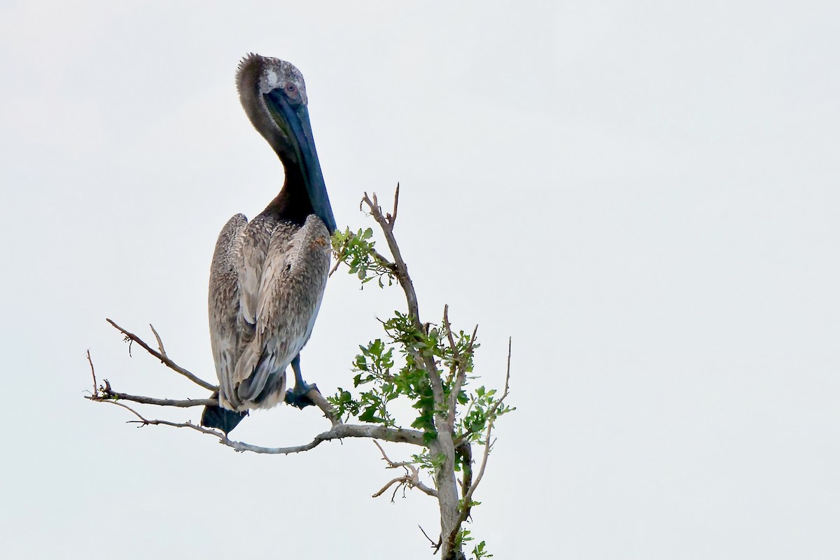 Brown Pelican - ML620667388