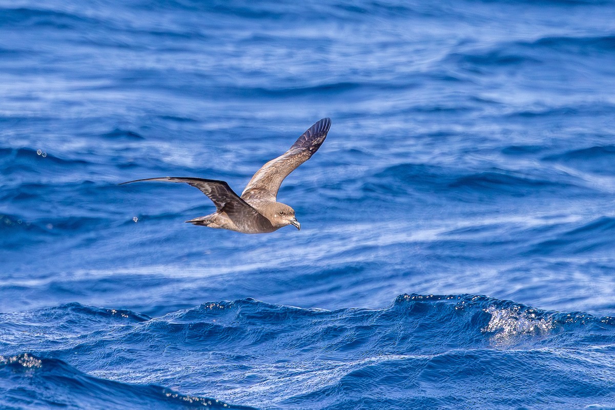 Providence Petrel - paul fuller