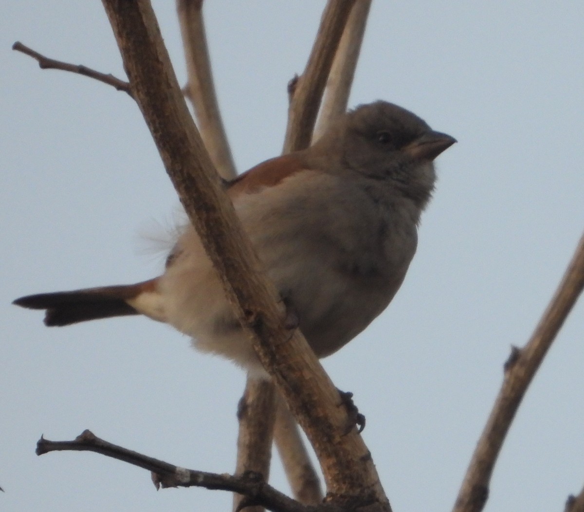 Northern Gray-headed Sparrow - ML620667392