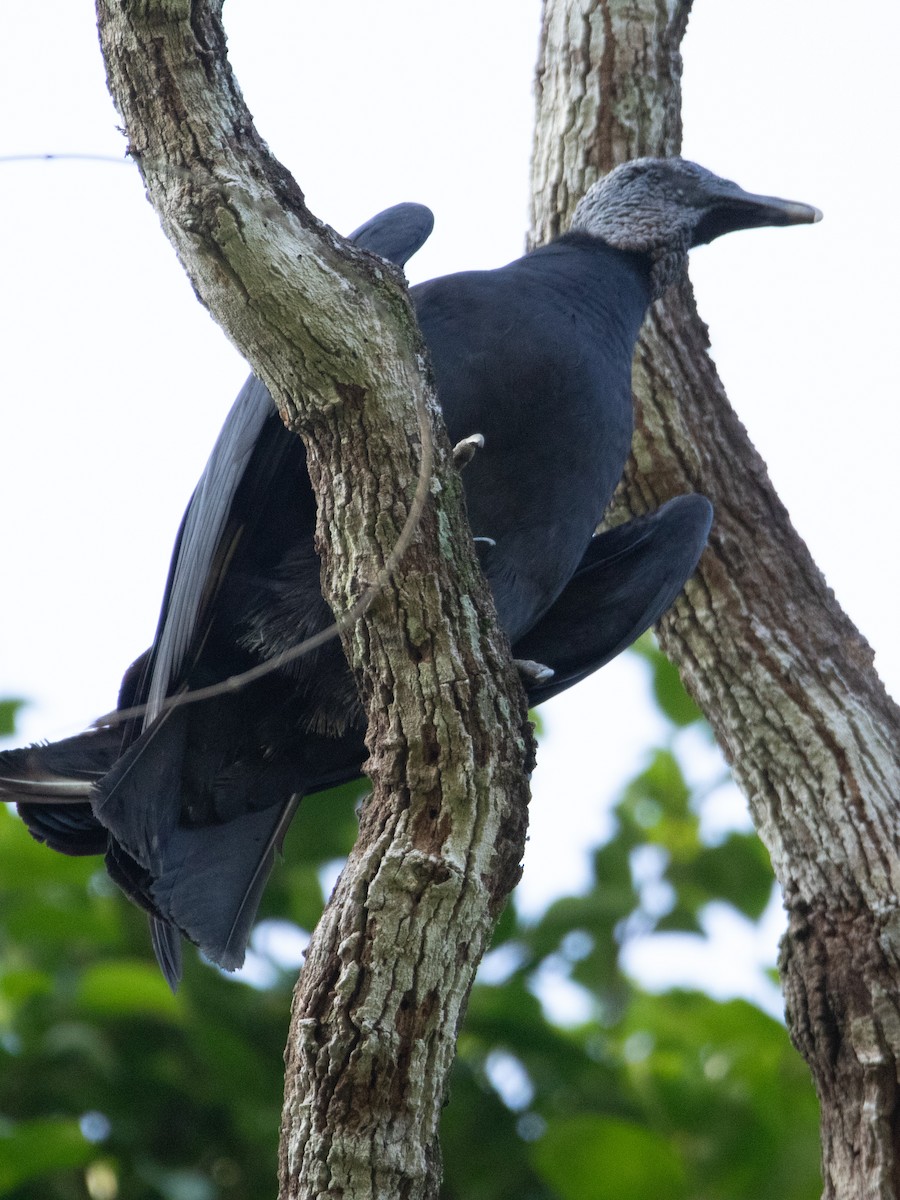 Black Vulture - ML620667395