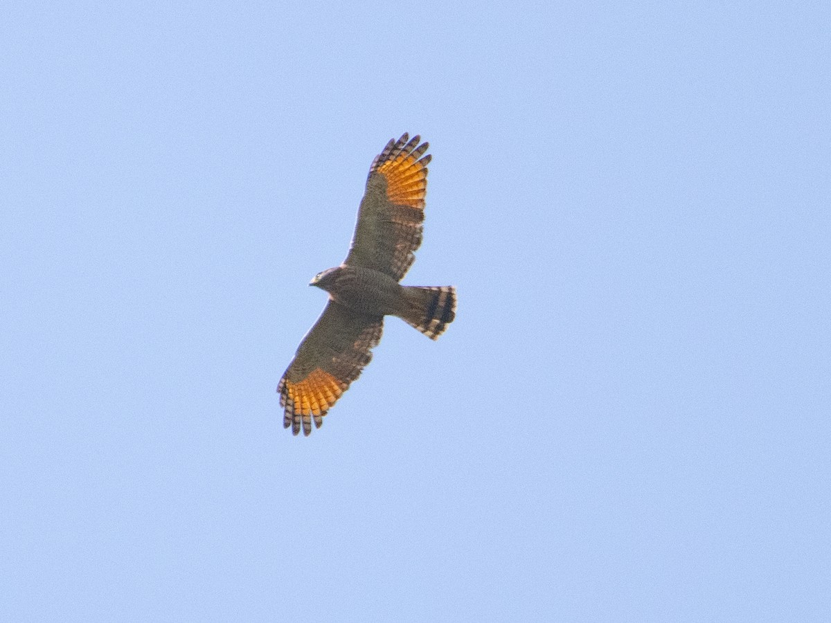 Roadside Hawk - ML620667398