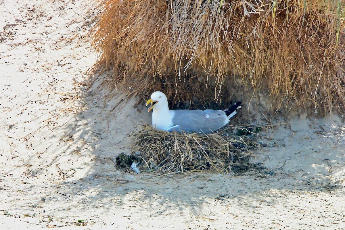 Herring Gull - ML620667399