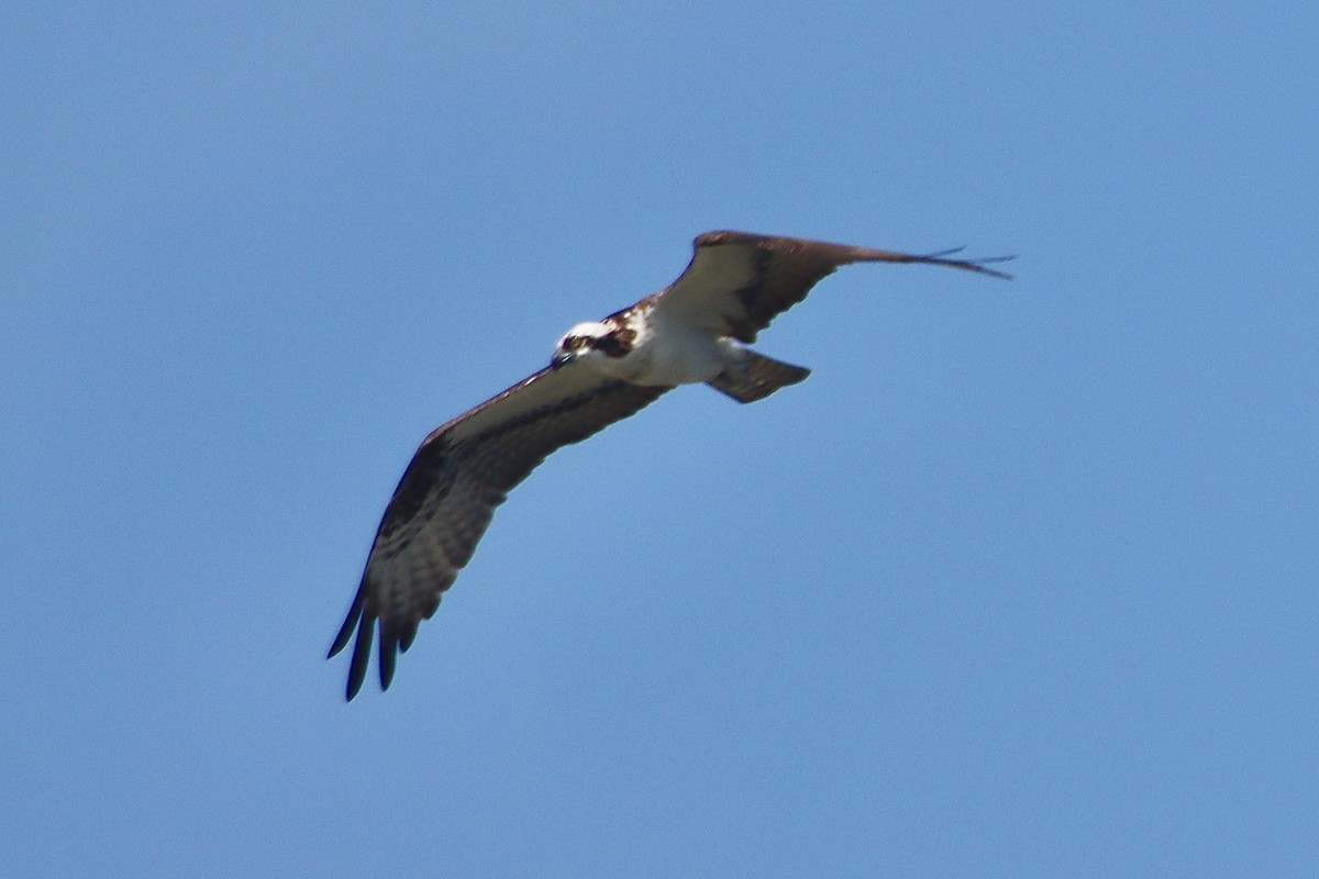 Águila Pescadora - ML620667401