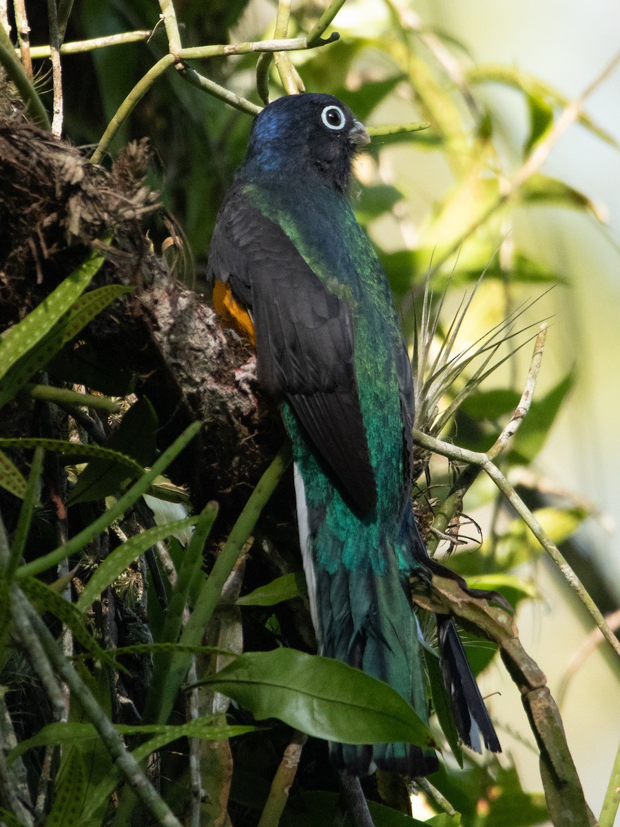 Green-backed Trogon - ML620667402