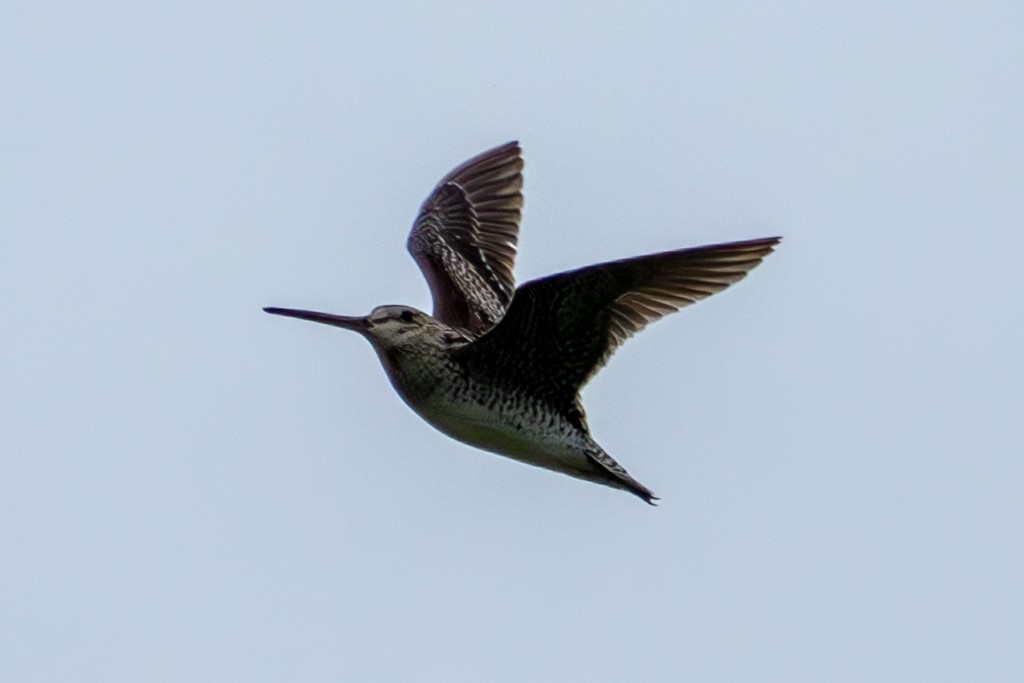 Latham's Snipe - ML620667406