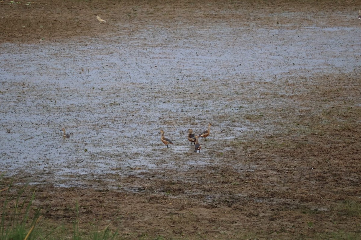 Lesser Whistling-Duck - ML620667407