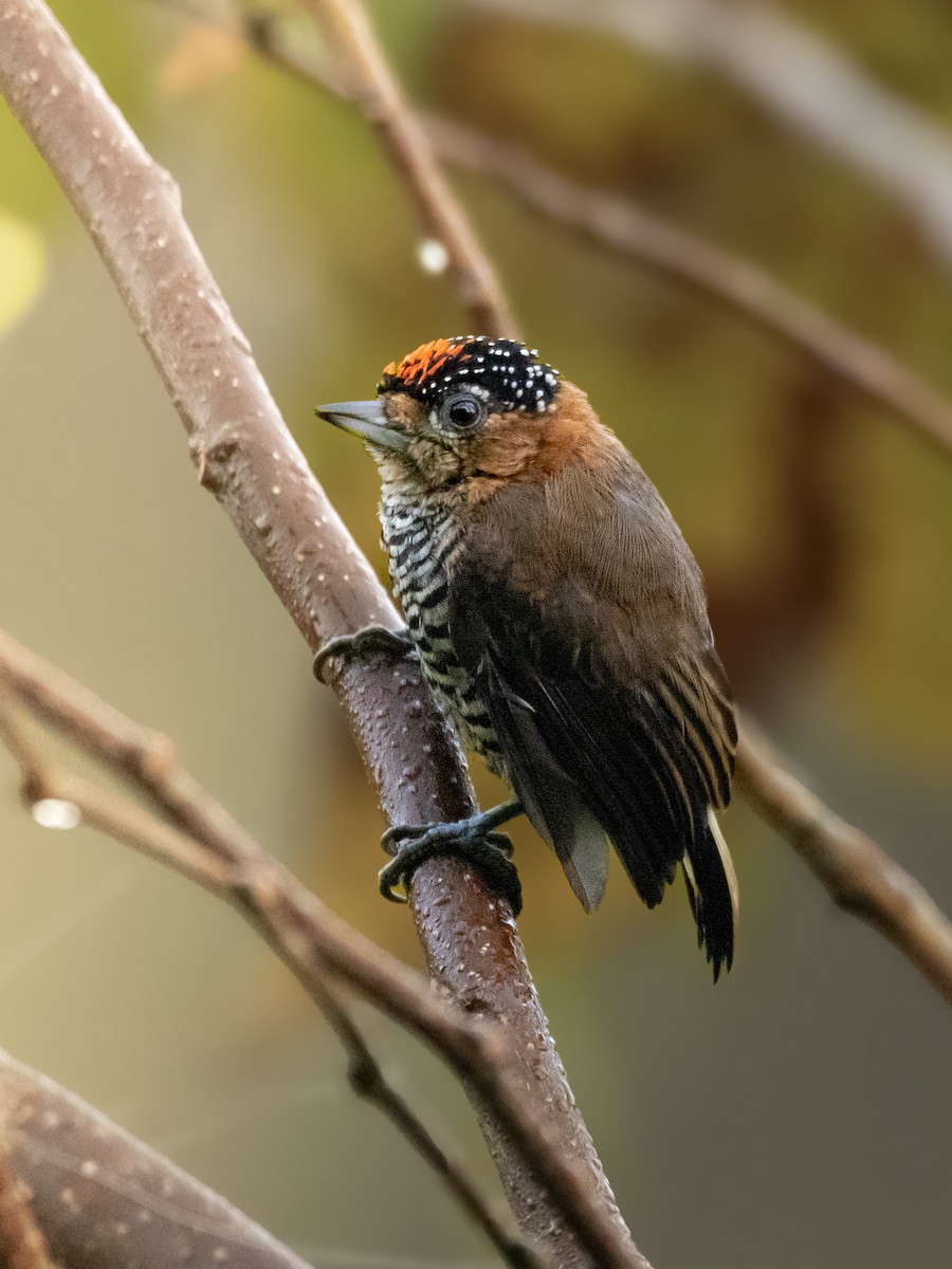 Ochre-collared Piculet - ML620667411