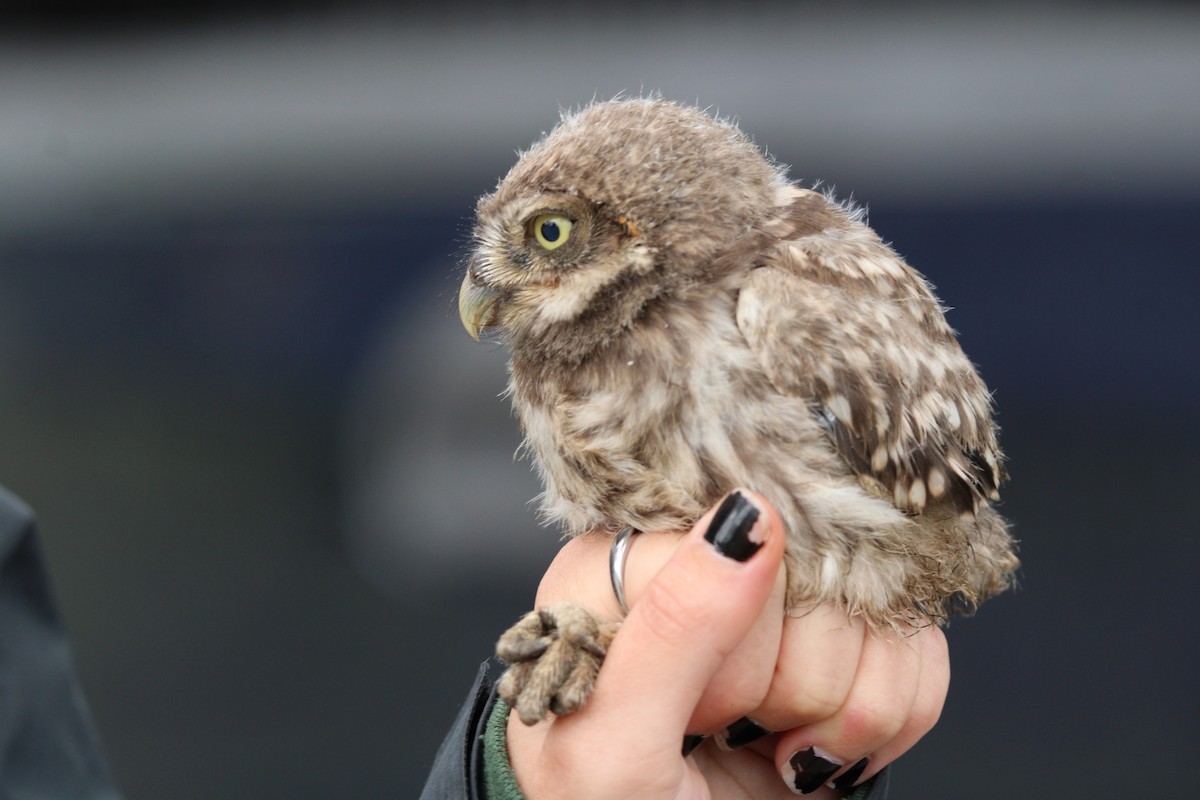 Little Owl - Seán Walsh