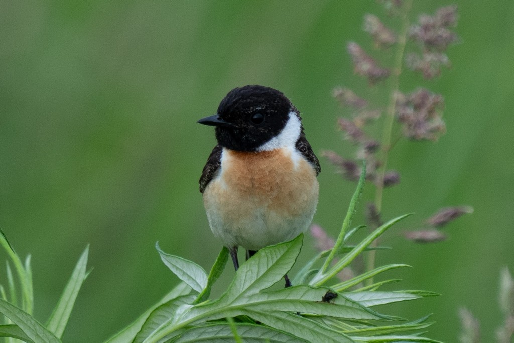 Amur Stonechat - ML620667419