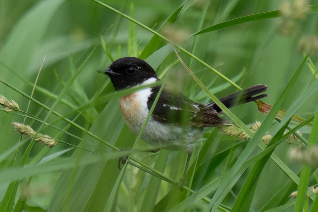 Amur Stonechat - ML620667420