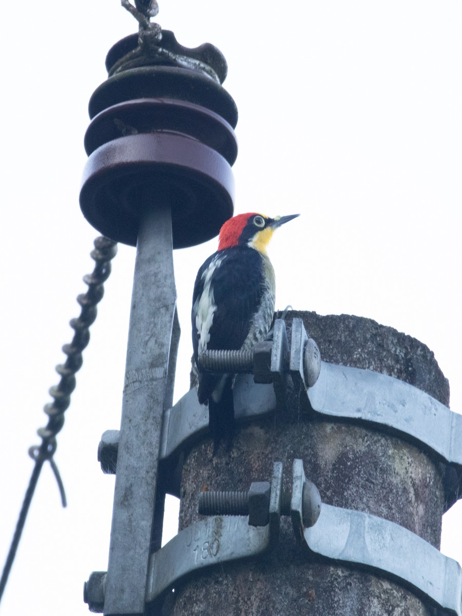 Yellow-fronted Woodpecker - ML620667422