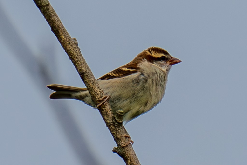 Russet Sparrow - ML620667424