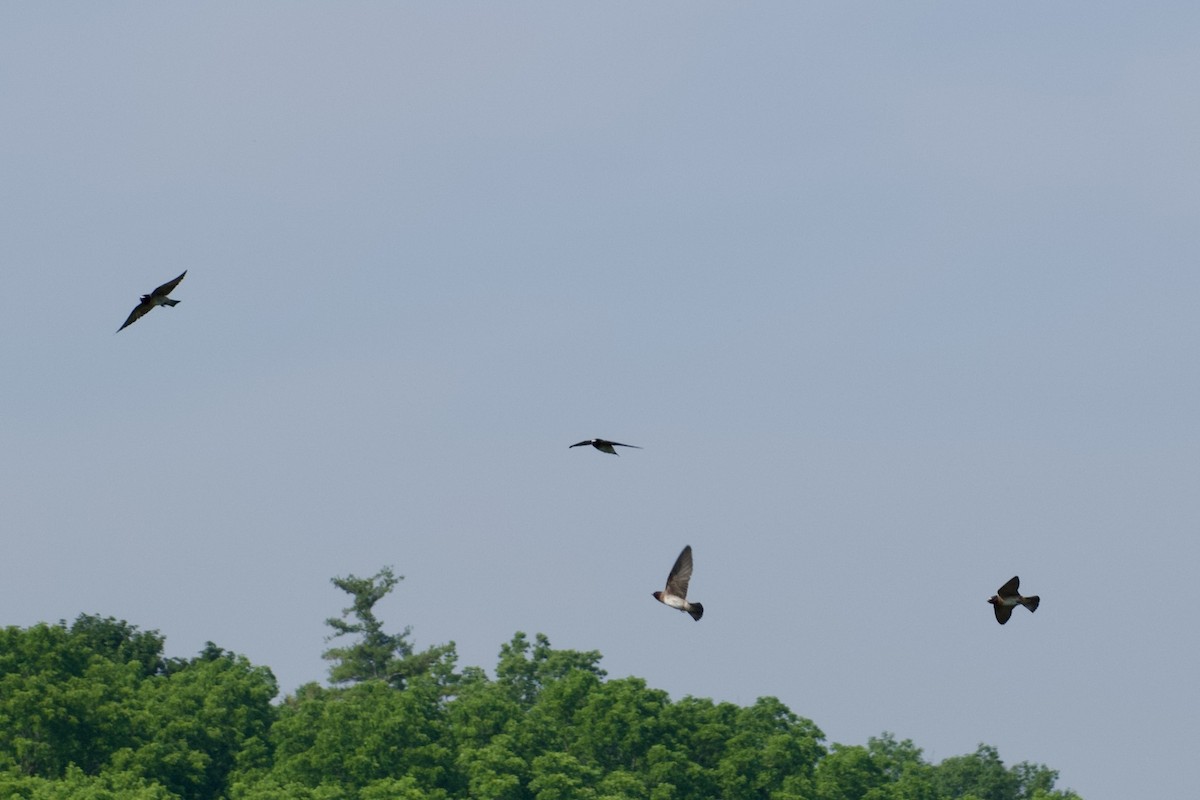 Cliff Swallow - ML620667426