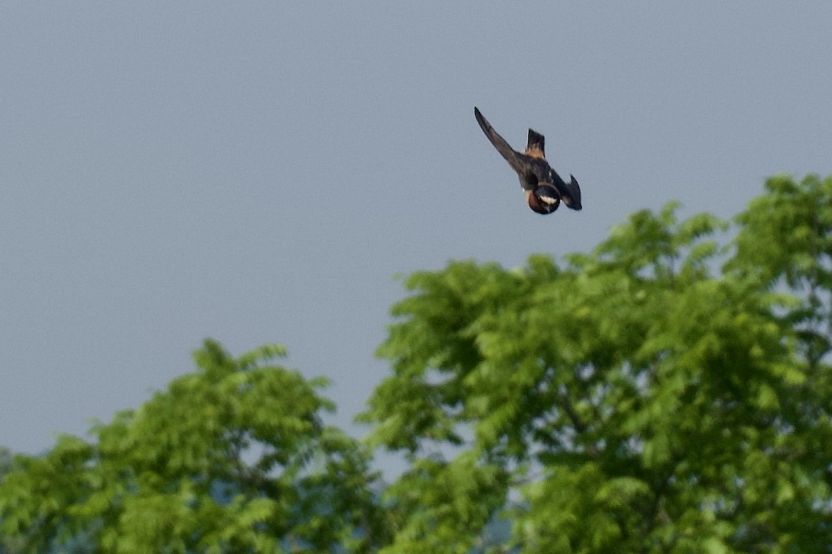 Cliff Swallow - ML620667427