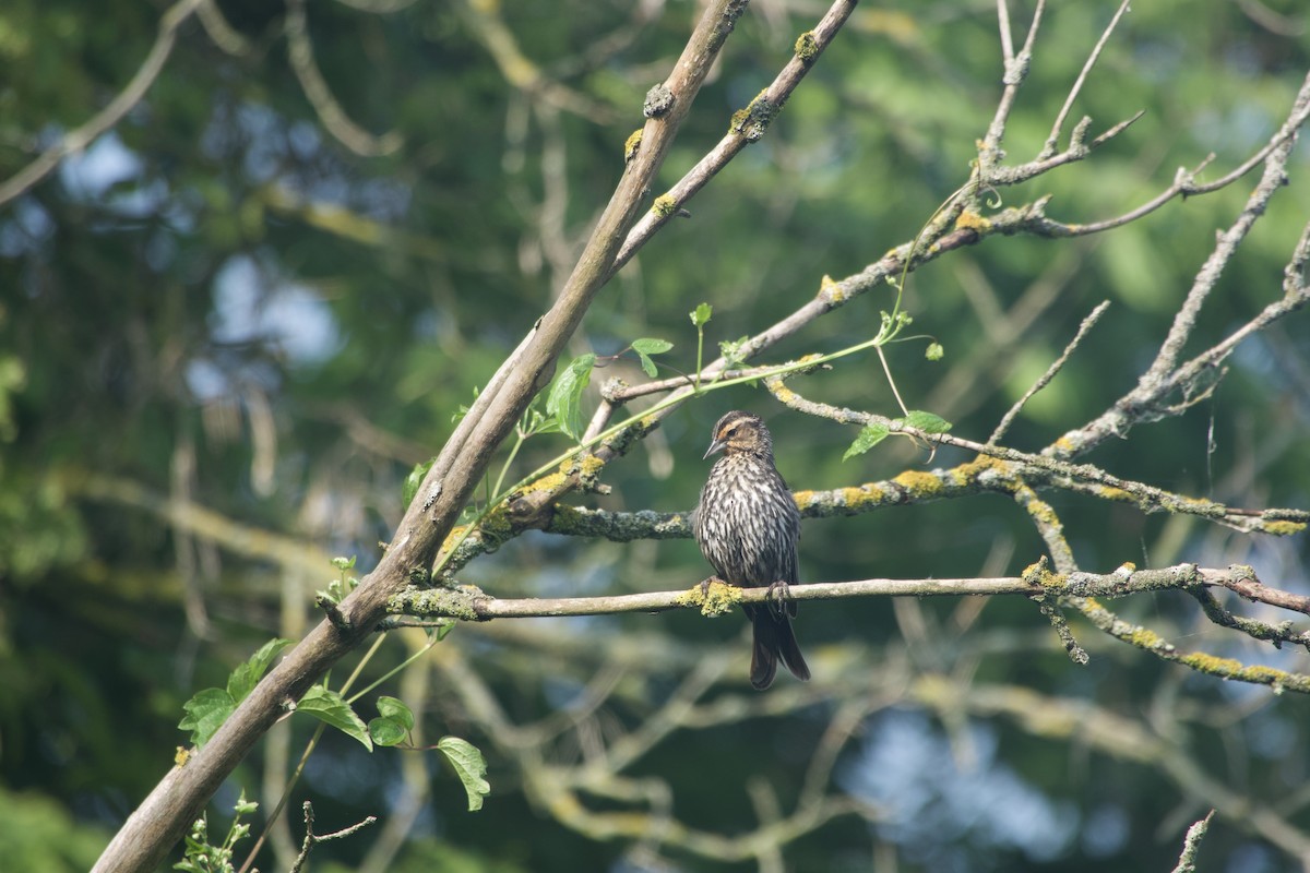 Red-winged Blackbird - ML620667429