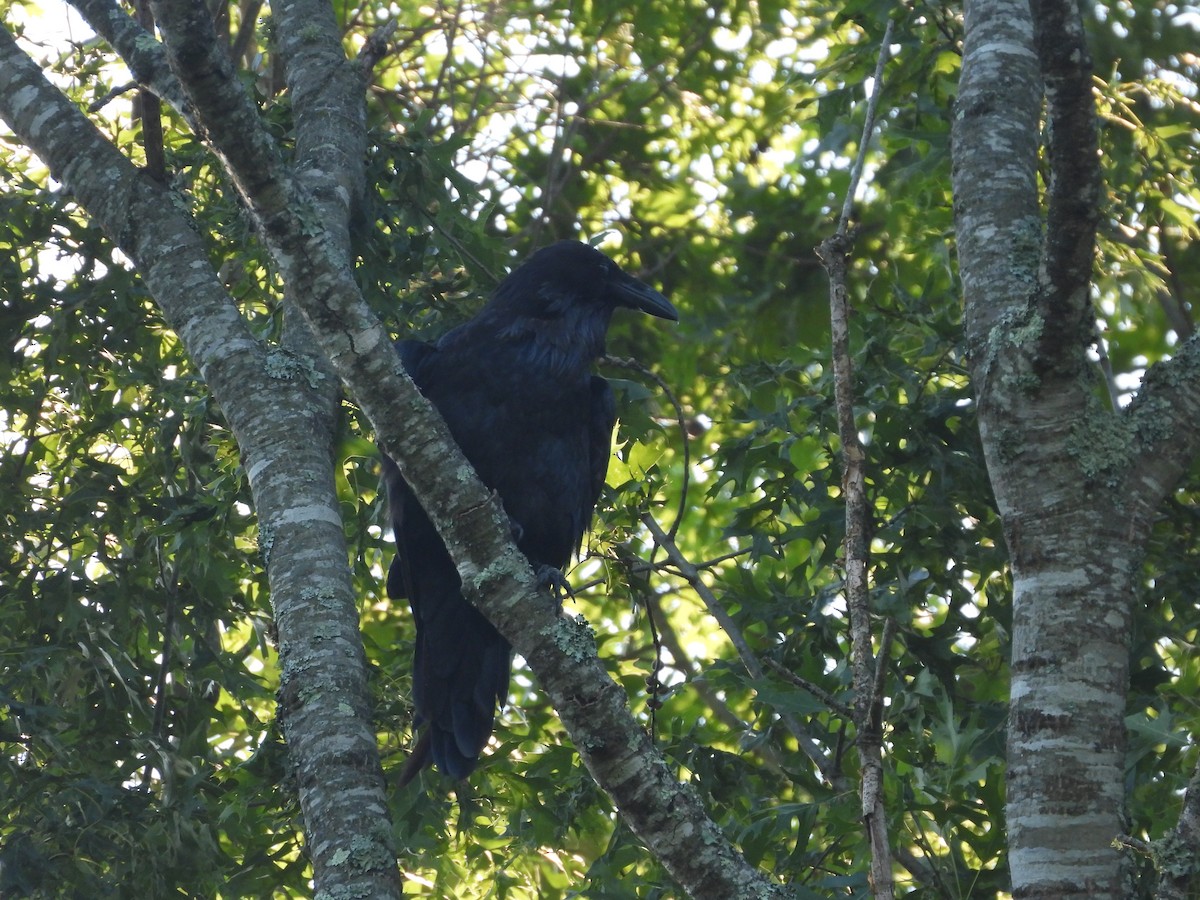 Common Raven - John Burleson