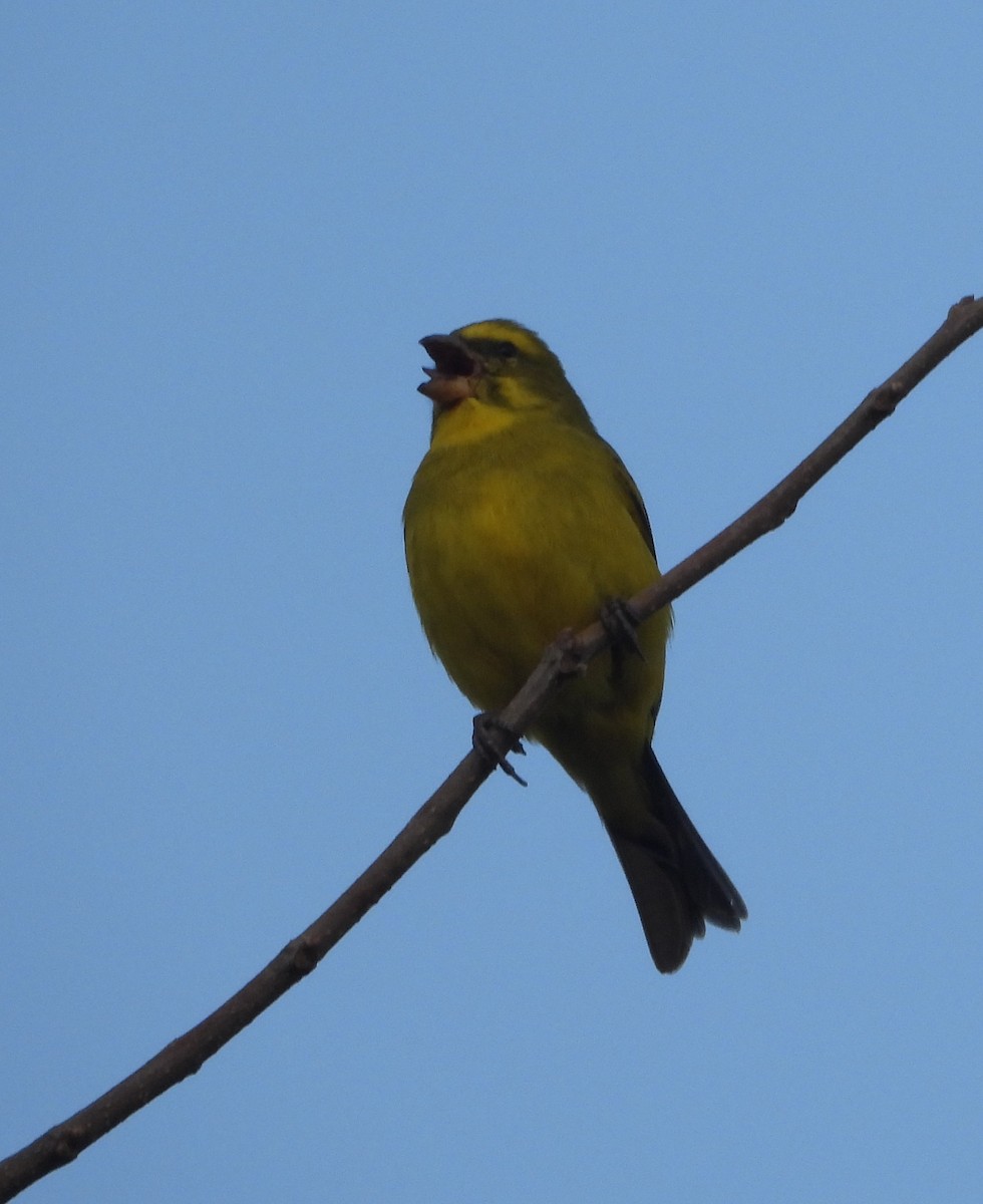 Yellow-fronted Canary - ML620667431