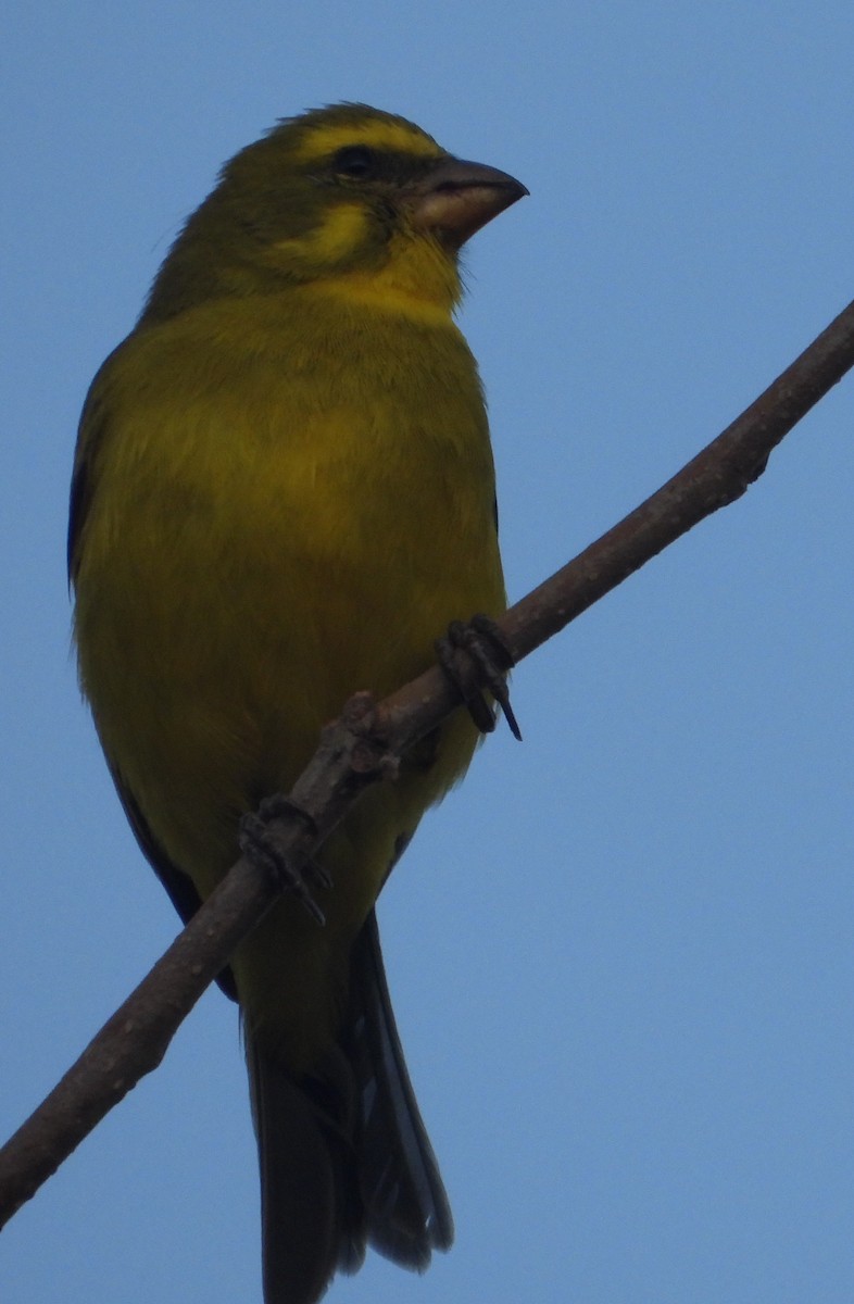 Yellow-fronted Canary - ML620667432