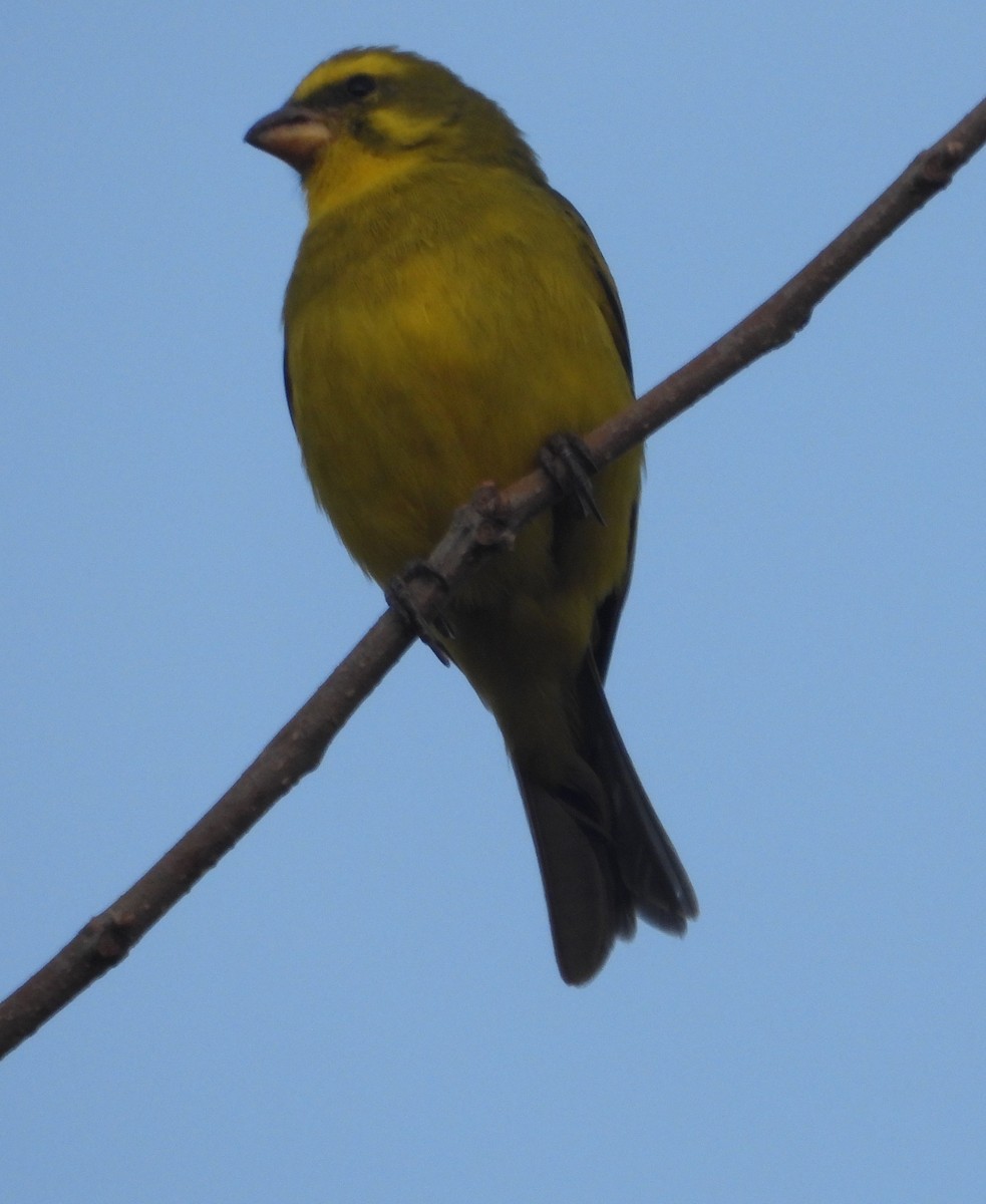 Yellow-fronted Canary - ML620667433