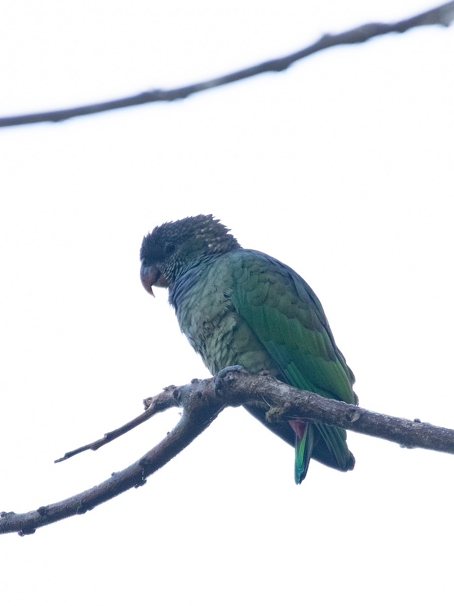 Scaly-headed Parrot - William Wallace Silva