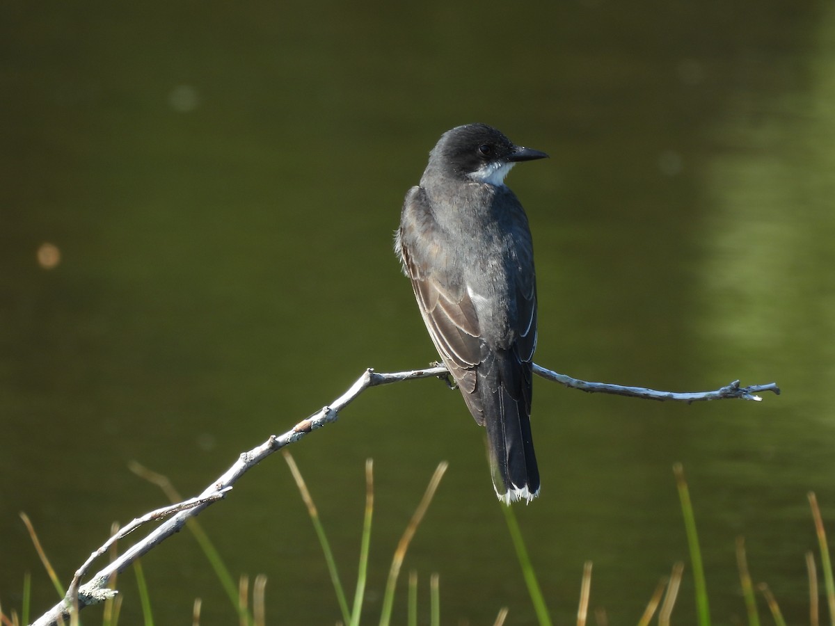 Eastern Kingbird - ML620667436