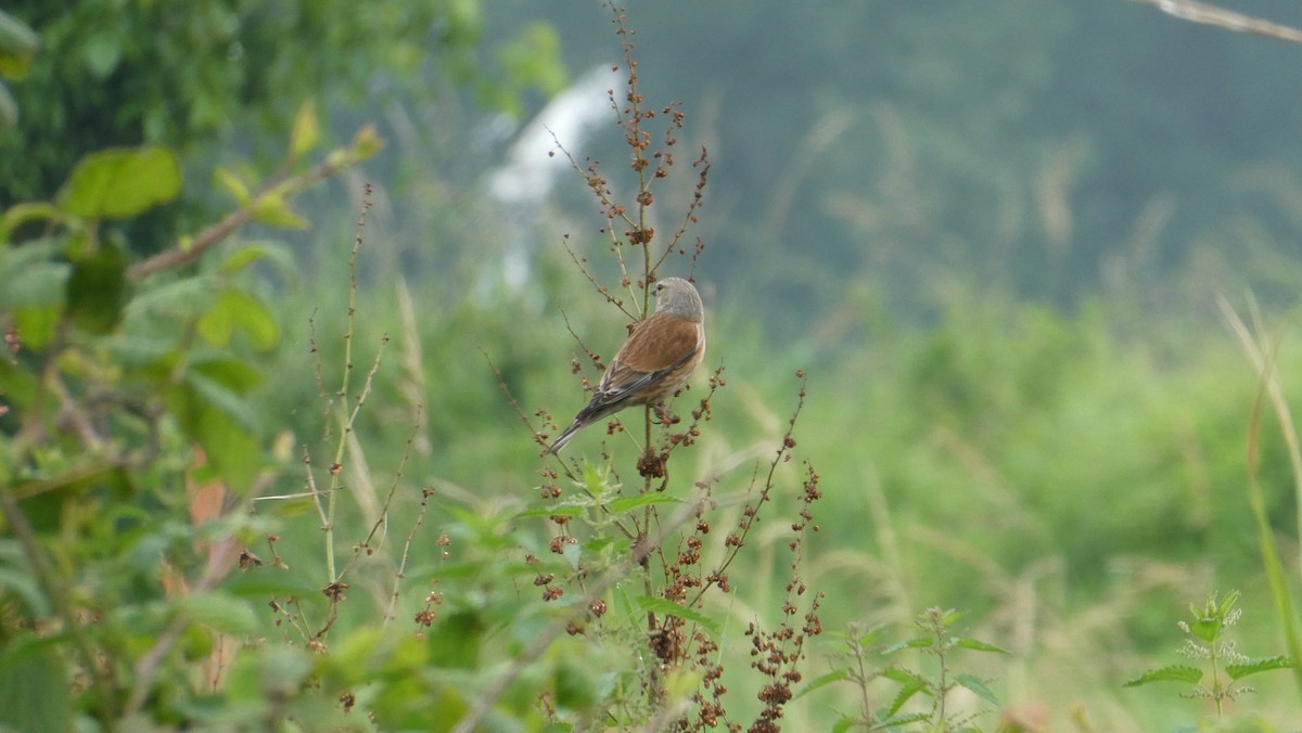 Eurasian Linnet - ML620667440