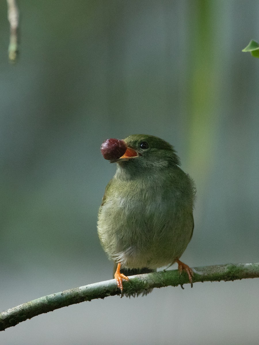 White-bearded Manakin - ML620667446