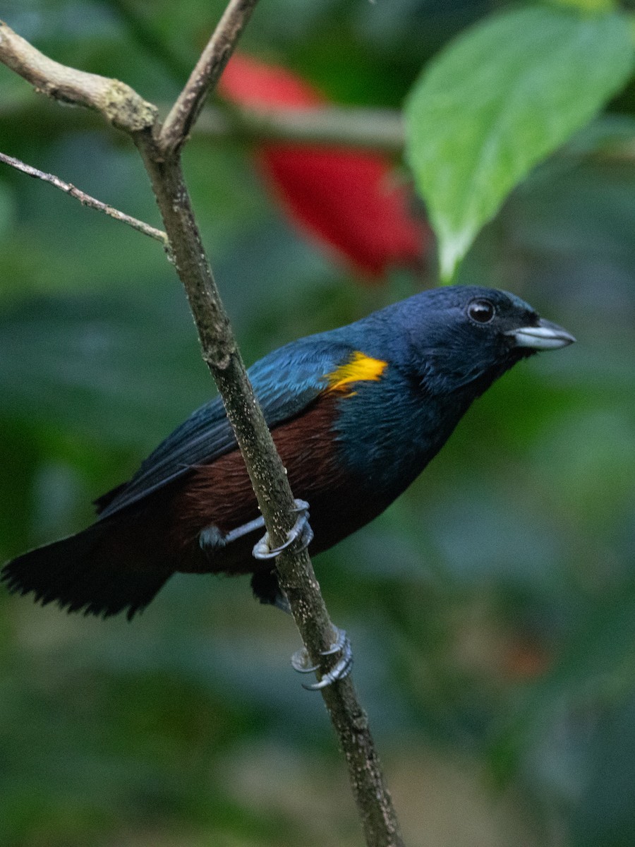 Chestnut-bellied Euphonia - ML620667451