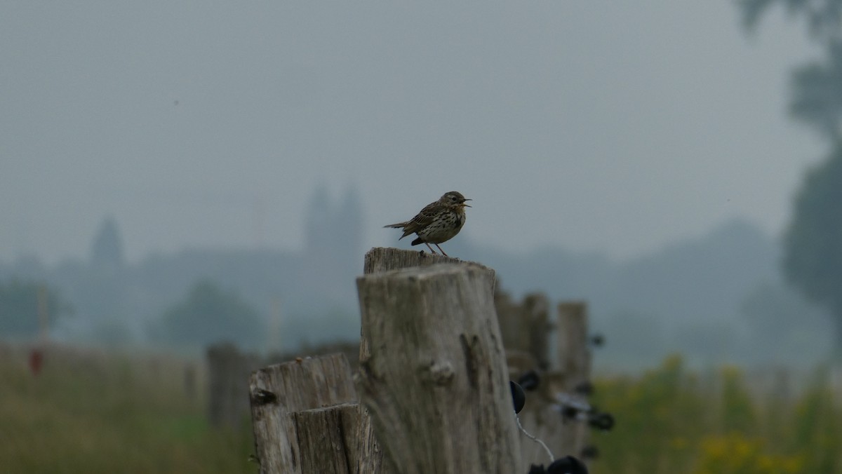 Meadow Pipit - ML620667452