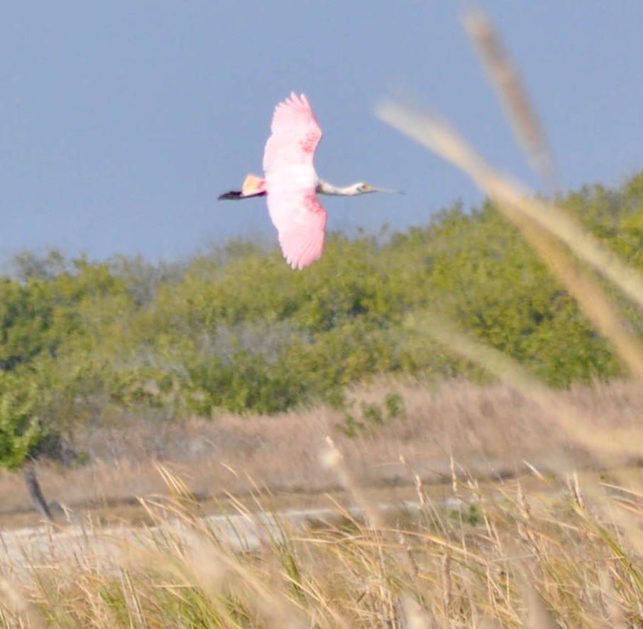 Roseate Spoonbill - ML620667453