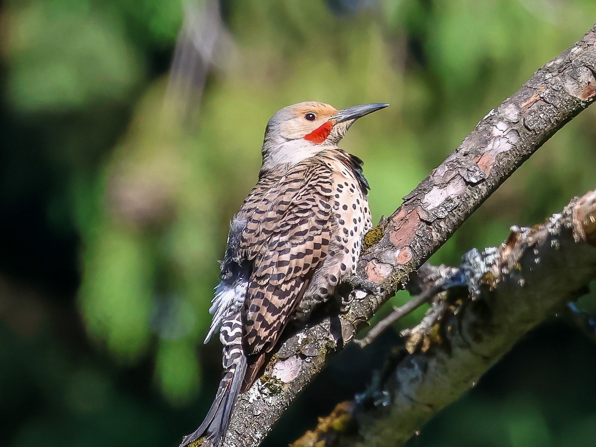 Northern Flicker - ML620667454