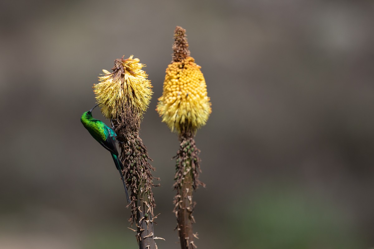 Malachite Sunbird - ML620667455