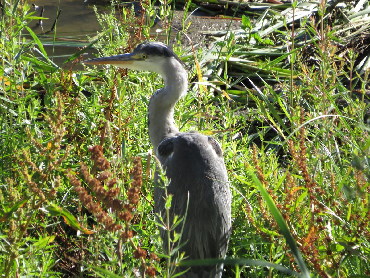 Gray Heron - Eduardo Blanco Vega