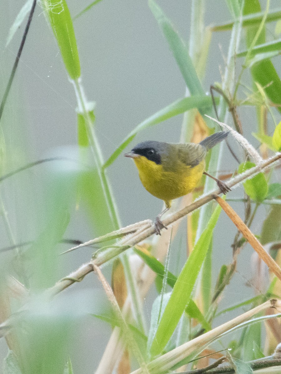 Southern Yellowthroat - ML620667457