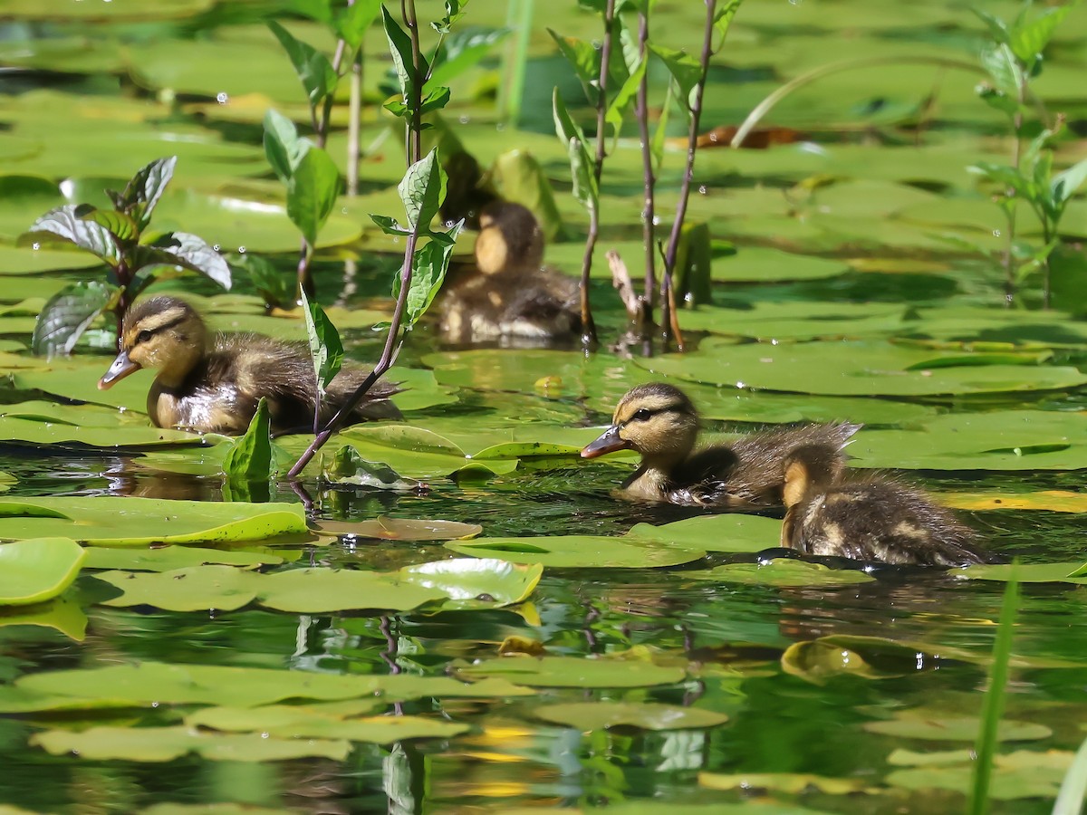 Canard colvert - ML620667458