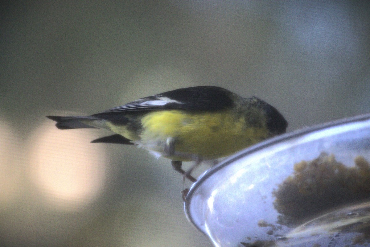 Lesser Goldfinch - ML620667459