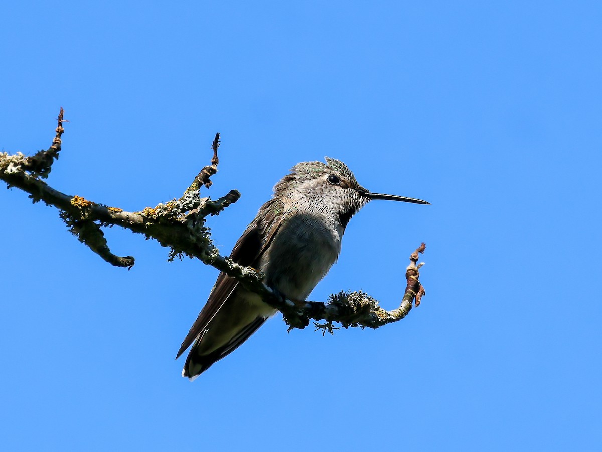 Anna's Hummingbird - ML620667463