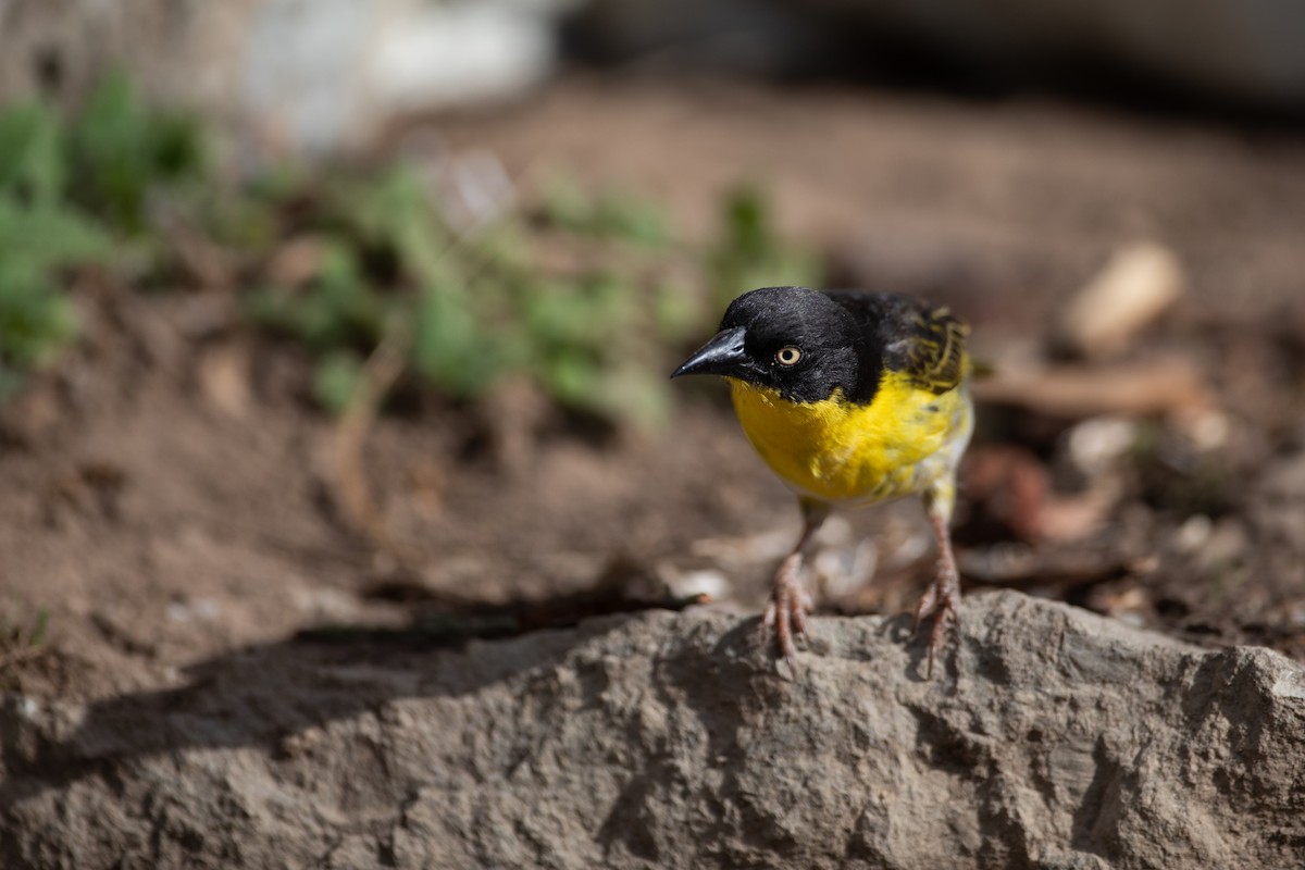 Baglafecht Weaver - ML620667465