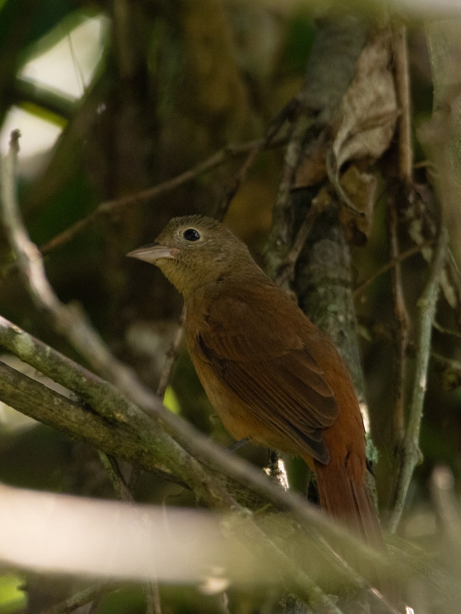 Ruby-crowned Tanager - ML620667466