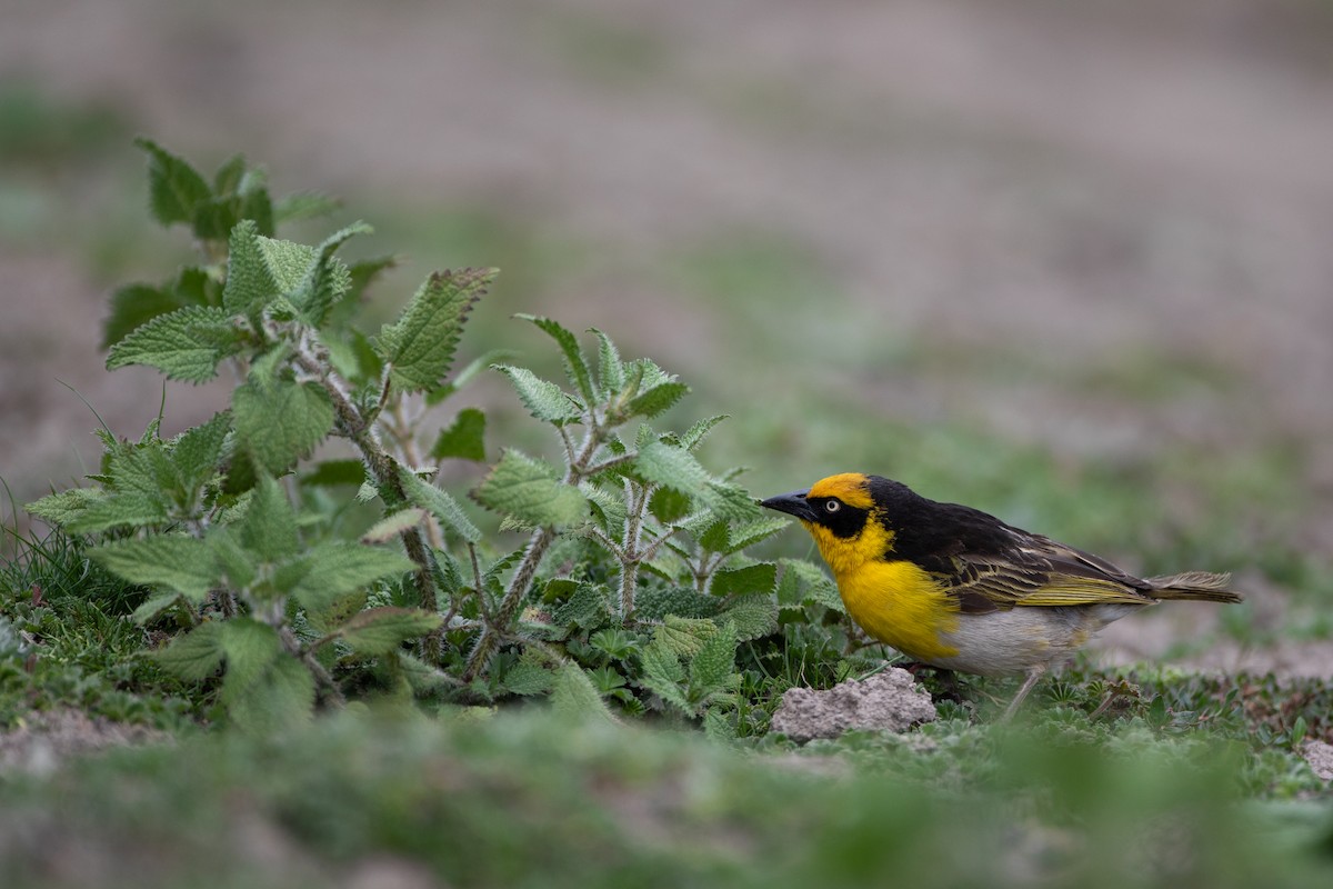 Baglafecht Weaver - ML620667467