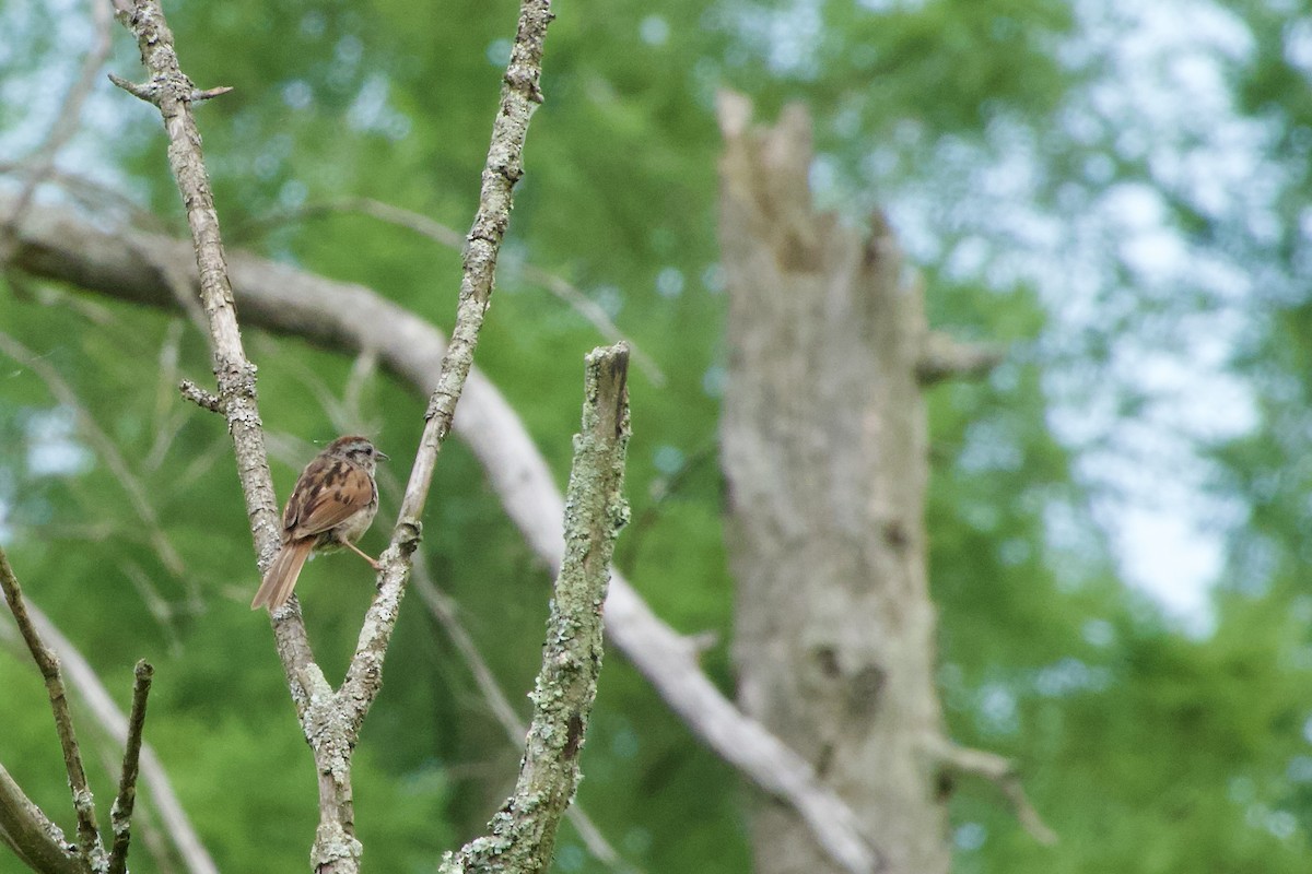 Swamp Sparrow - ML620667468