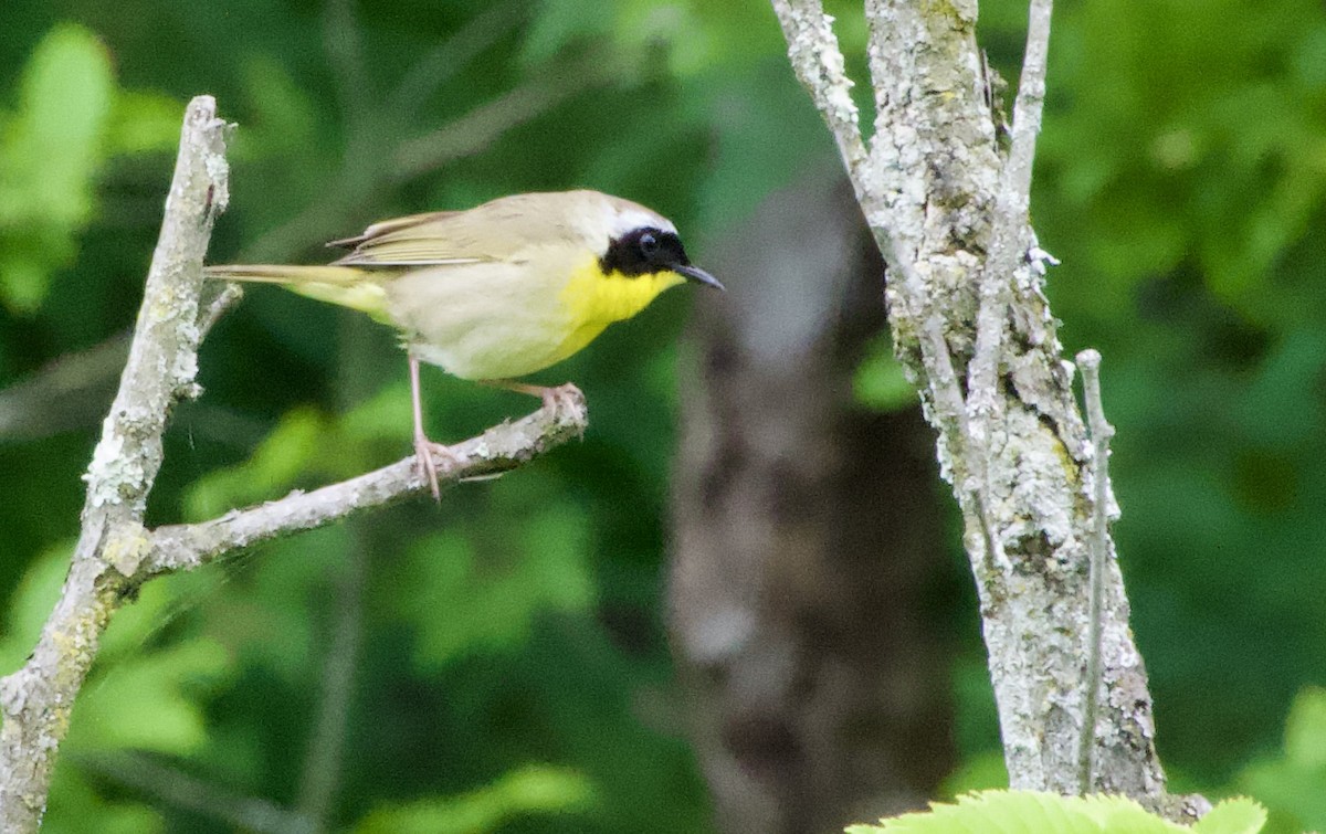 Common Yellowthroat - ML620667469