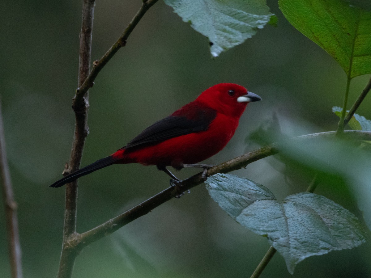 Brazilian Tanager - ML620667470