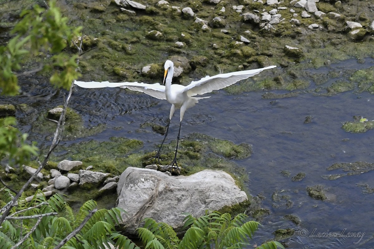 Great Egret - ML620667471