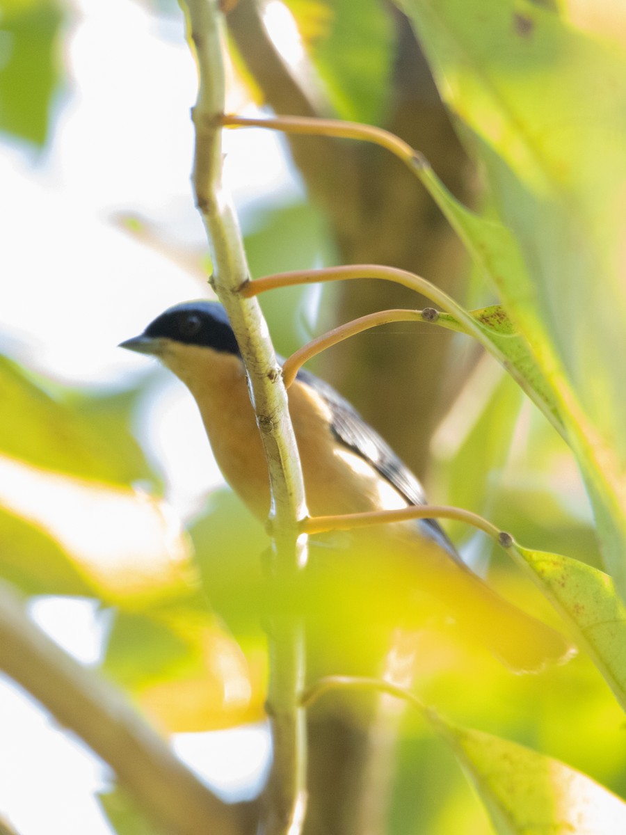 Fawn-breasted Tanager - ML620667472