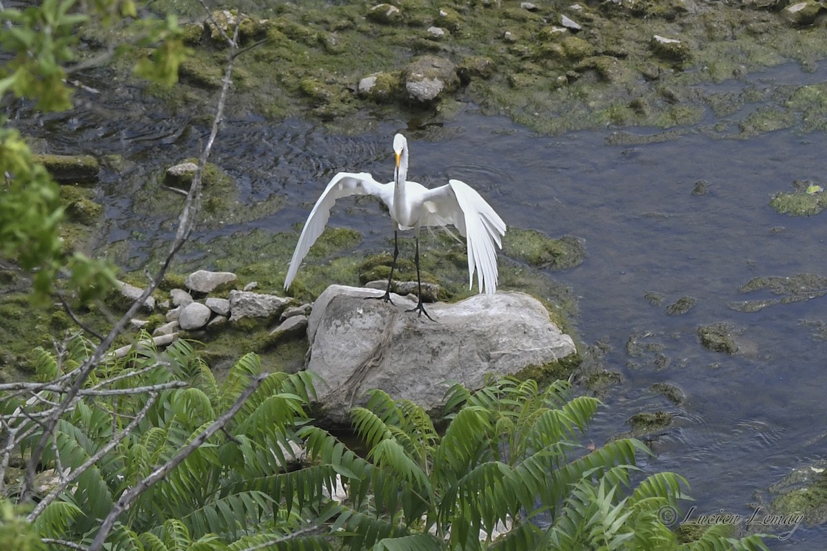 Great Egret - ML620667473